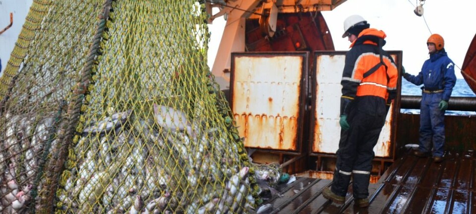 Her er forskerne på tokt i Barentshavet på tråleren Jan Mayen. Fisken som hales opp her skal rett i vanntanker med oksygentilførsel. (Foto: SINTEF)