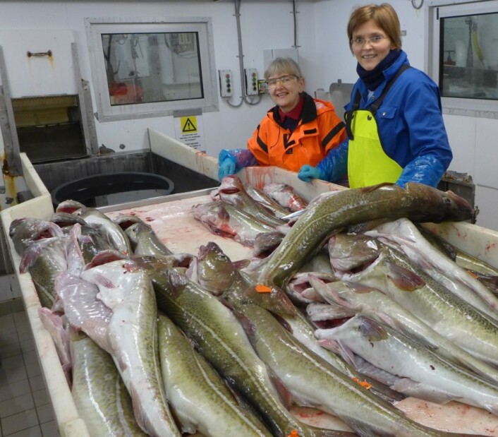 Forskerne med litt av dagens fangst. Nå skal kvaliteten på fiskekjøttet under lupen. Prosjektleder Hanne Digre til høyre. (Foto: SINTEF) Forskerne med litt av dagens fangst. Nå skal kvaliteten på fiskekjøttet under lupen. Prosjektleder Hanne Digre til høyre. (Foto: SINTEF)