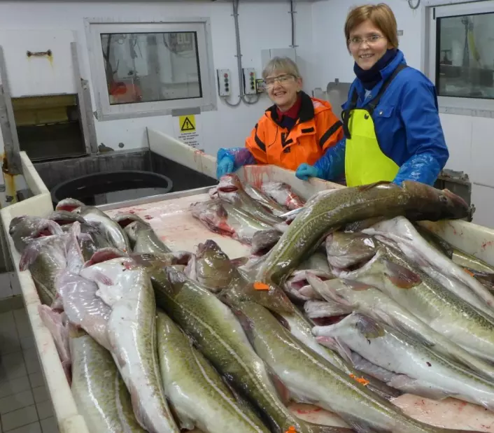 Forskerne med litt av dagens fangst. Nå skal kvaliteten på fiskekjøttet under lupen. Prosjektleder Hanne Digre til høyre. (Foto: SINTEF)