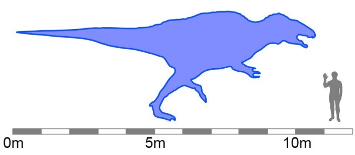 Illustrasjon av hvor stor en acrocanthosaurus kan bli. (Foto: (Illustrasjon: Debivort/Wikimedia commons.)) Illustrasjon av hvor stor en acrocanthosaurus kan bli. (Foto: (Illustrasjon: Debivort/Wikimedia commons.))