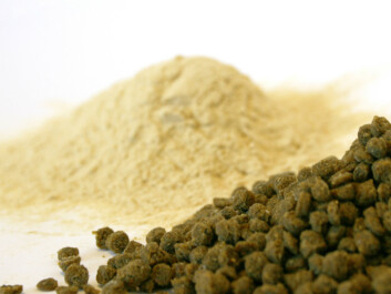 Yeast made from cellulose is a 2nd generation bio resource. This means that farmland is not used for its production. The yeast is used as a protein source in fish feed ( Photo: Janne Karin Brodin ) Yeast made from cellulose is a 2nd generation bio resource. This means that farmland is not used for its production. The yeast is used as a protein source in fish feed ( Photo: Janne Karin Brodin )