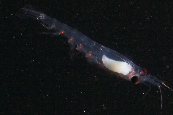 Krill er også en type dyreplankton. (Foto: Geir Johnsen, NTNU/Unis) Krill er også en type dyreplankton. (Foto: Geir Johnsen, NTNU/Unis)