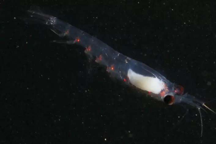 Krill er også en type dyreplankton. (Foto: Geir Johnsen, NTNU/Unis)