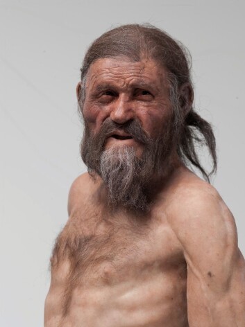 Slik kan Ötzi ha sett ut. Rekonstruksjon av Adrie og Alfons Kennis. (Foto: South Tyrol Museum of Archaeology/Ochsenreiter.) Slik kan Ötzi ha sett ut. Rekonstruksjon av Adrie og Alfons Kennis. (Foto: South Tyrol Museum of Archaeology/Ochsenreiter.)