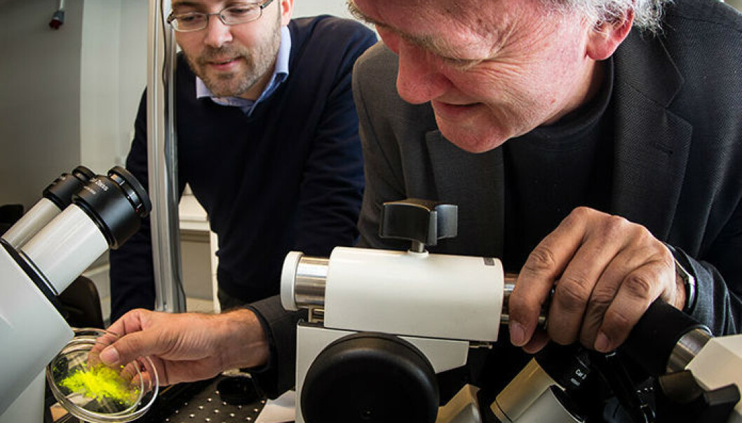 Physicists Paul Dommersnes from the University of Paris, Diderot (left) and Jon Otto Fossum, from the Norwegian University of Science and Technology, have come up with a way to make a novel capsule that could have wide applications in medicine and industry. (Photo: Per Harald Olsen.) Physicists Paul Dommersnes from the University of Paris, Diderot (left) and Jon Otto Fossum, from the Norwegian University of Science and Technology, have come up with a way to make a novel capsule that could have wide applications in medicine and industry. (Photo: Per Harald Olsen.)