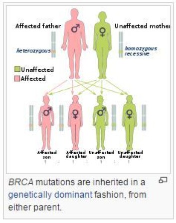 Alle har genene BRCA 1 og BRCA2 som arves fra hver av foreldrene. Genene beskytter mot sykdommer som kreft. Dersom en av foreldrene har genfeil i en av dem, arver halvparten av barna i gjennomsnitt feilen. Gutter blir bærere og jenter vil få markant økt risiko for bryst- og eggstokkreft. I familier med mange gutter, kan sykdomsrisikoen være kamuflert. (Foto: (Illustrasjon: Wikipedia)) Alle har genene BRCA 1 og BRCA2 som arves fra hver av foreldrene. Genene beskytter mot sykdommer som kreft. Dersom en av foreldrene har genfeil i en av dem, arver halvparten av barna i gjennomsnitt feilen. Gutter blir bærere og jenter vil få markant økt risiko for bryst- og eggstokkreft. I familier med mange gutter, kan sykdomsrisikoen være kamuflert. (Foto: (Illustrasjon: Wikipedia))