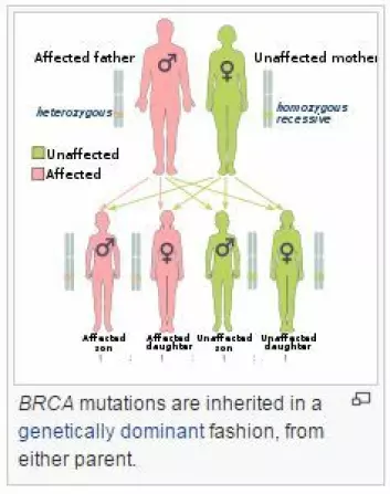 Alle har genene BRCA 1 og BRCA2 som arves fra hver av foreldrene. Genene beskytter mot sykdommer som kreft. Dersom en av foreldrene har genfeil i en av dem, arver halvparten av barna i gjennomsnitt feilen. Gutter blir bærere og jenter vil få markant økt risiko for bryst- og eggstokkreft. I familier med mange gutter, kan sykdomsrisikoen være kamuflert.  (Foto: (Illustrasjon: Wikipedia))