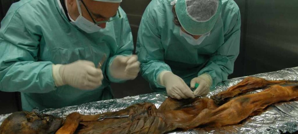 Forskere fant magesårbakterier i Ötzis mage. Funnet skulle vise seg å skape hodebry.   (Foto: EURAC/Marion Lafogler.)