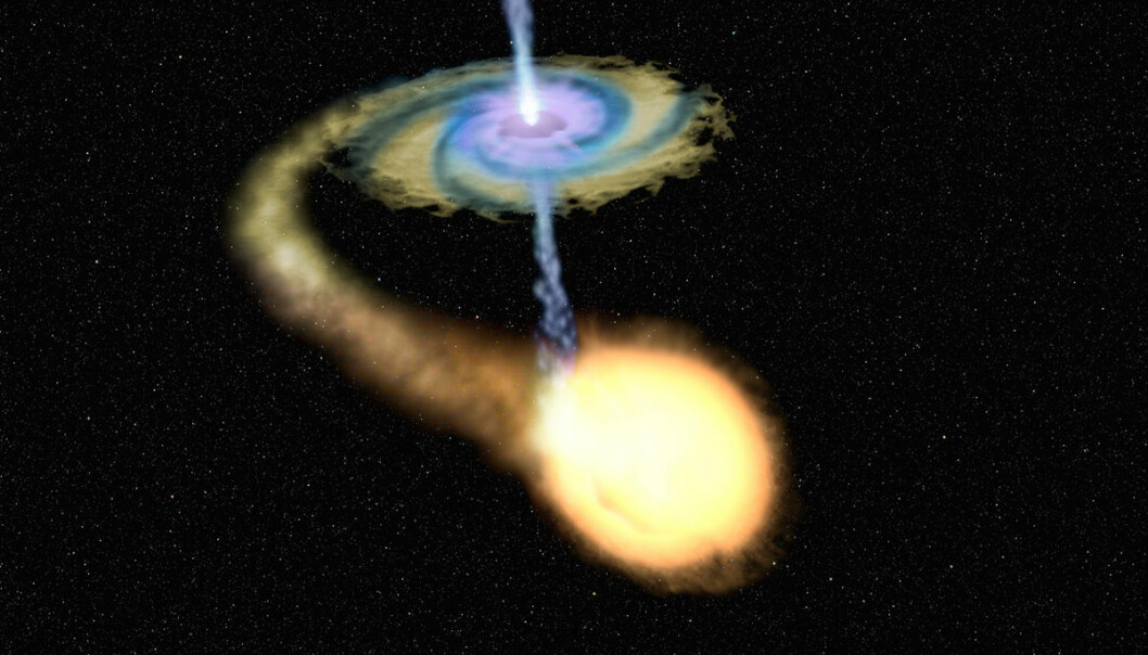 Det svarte hullet V404 i stjernebildet Svanen suger gass fra en rødgul stjerne som går i bane rundt. Gassen suges innover mot hullet i en spiral. Like før den forsvinner i det svarte hullet, får den voldsom fart. Da sender den ut røntgenstråler med høy energi, blåfiolett på figuren. Røntgenstrålene varmer opp gassen lengre ute, slik at den gløder i synlig lys, gult på figuren. Derfor kunne forskerne se V404 blaffe opp i både røntgenstråler og synlig lys sommeren 2015. Strålingen var så kraftig at den kunne sees selv med et amatørteleskop med linse på rundt 20 centimeter (eller 8 tommer) i diameter. (Illustrasjon: NASA/ESA/Hubble, bearbeidet av forskning.no)