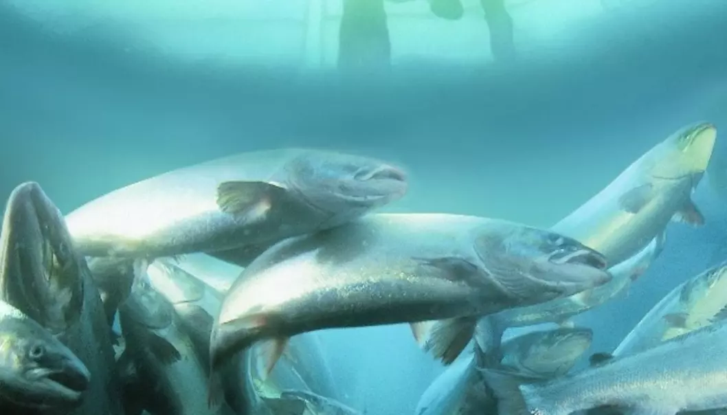 The five-year project is the largest research collaboration ever carried out between the salmon-producing countries of Canada, Chile and Norway. The sequence is now being made available to the global research community and industry alike. (Photo: Marine Harvest)