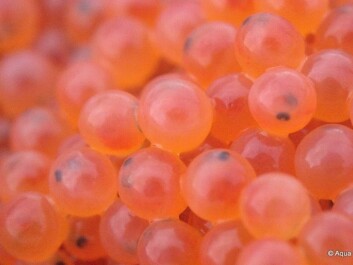 The salmon vaccines are not effective against viruses – so one solution is selecting parent fish with virus-resistant traits to use as broodstock for salmon egg production. (Photo: AquaGen) The salmon vaccines are not effective against viruses – so one solution is selecting parent fish with virus-resistant traits to use as broodstock for salmon egg production. (Photo: AquaGen)