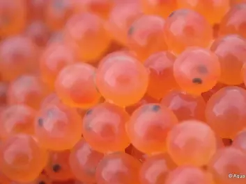 The salmon vaccines are not effective against viruses – so one solution is selecting parent fish with virus-resistant traits to use as broodstock for salmon egg production. (Photo: AquaGen)