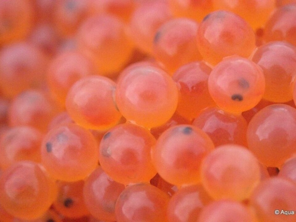 The salmon vaccines are not effective against viruses – so one solution is selecting parent fish with virus-resistant traits to use as broodstock for salmon egg production. (Photo: AquaGen)