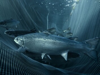 The genome project has revealed the salmon’s genetic material as very complex. (Photo: Marine Harvest) The genome project has revealed the salmon’s genetic material as very complex. (Photo: Marine Harvest)