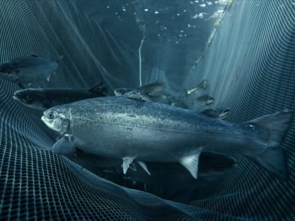 The genome project has revealed the salmon’s genetic material as very complex. (Photo: Marine Harvest)
