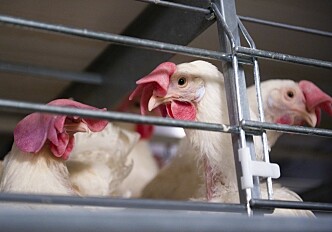 Do free-range chickens have better memory than caged chickens?