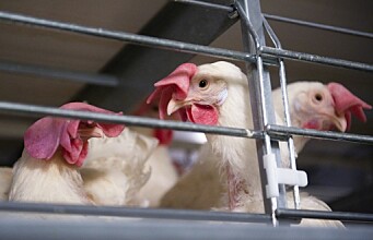 Do free-range chickens have better memory than caged chickens?
