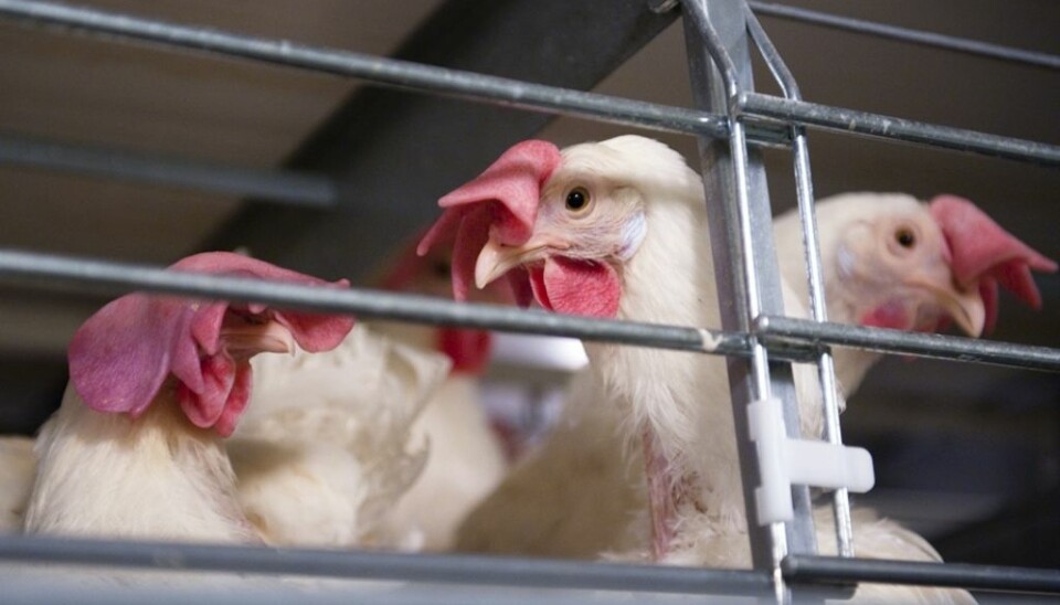 The goal is to investigate the memory and learning of chickens, and to see whether there are differences between free-range chickens and chickens who are raised in cages.(Photo: Marit Hommedal, NTB Scanpix,)