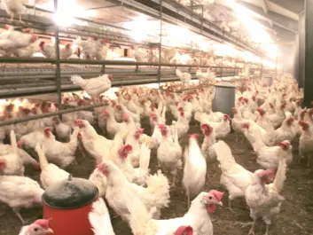 A complex environment, such as that in which the chickens run free in large halls instead of growing up in small cages, contributes to more brain activity and to a close relationship between humans and animals, according to researchers. (Photo: NTB Scanpix)