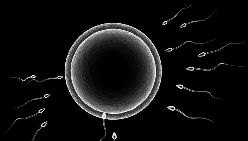 Egg cell meets sperm (Foto: Colourbox) Egg cell meets sperm (Foto: Colourbox)