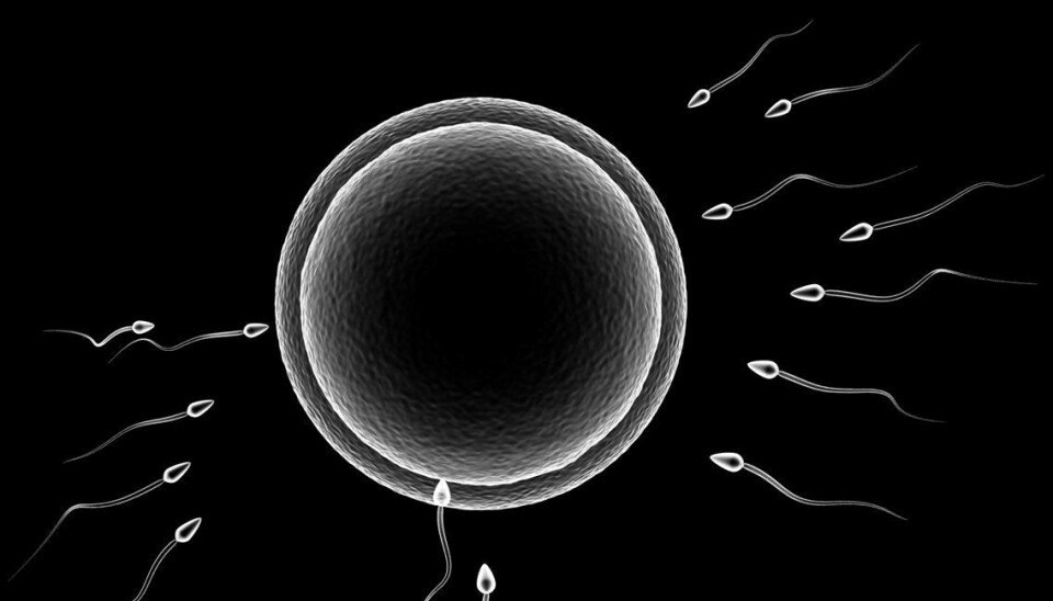 Egg cell meets sperm (Foto: Colourbox)