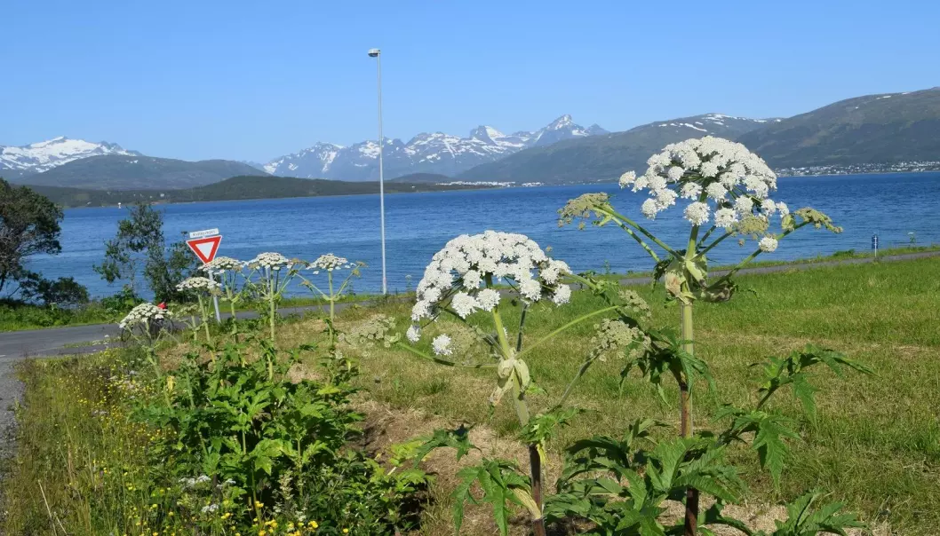 Tromsøpalmen – et velkjent syn i Tromsø. (Foto: Dilli Prasad Rijal)