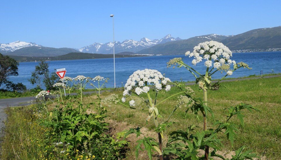 Tromsøpalmen – et velkjent syn i Tromsø. (Foto: Dilli Prasad Rijal)