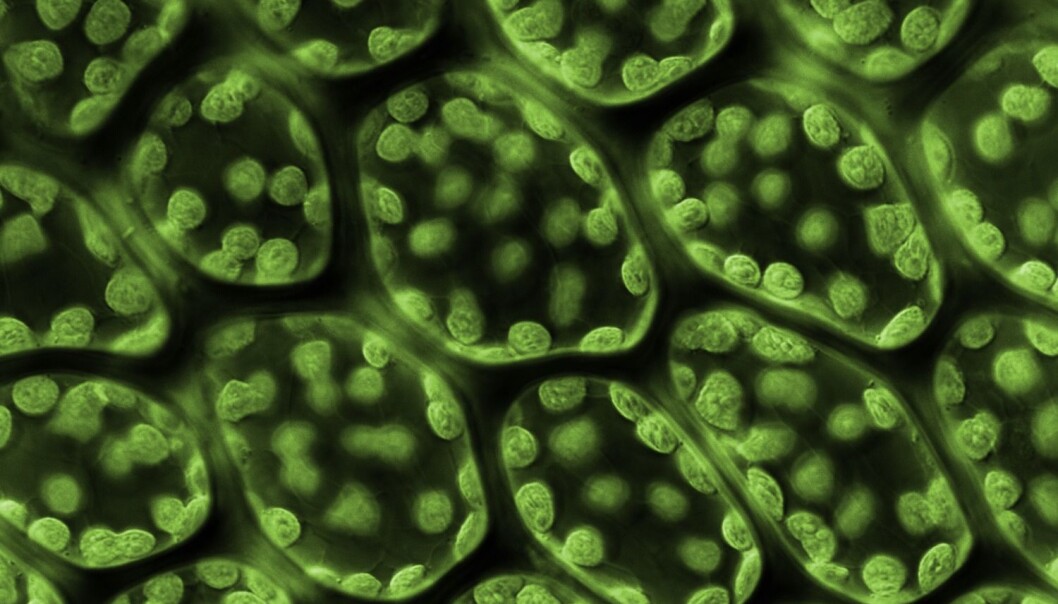 Ekstremt nært bilde av et moseblad, forstørret 780 ganger. (Foto: Science Photo Library / NTB Scanpix) Ekstremt nært bilde av et moseblad, forstørret 780 ganger. (Foto: Science Photo Library / NTB Scanpix)