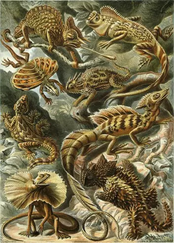 Illustrasjon av ulike typer øgler fra Haeckels bok Naturens Kunstformer. Denne typen levende illustrasjoner har nettstedet beautifulchemistry.net hentet inspirasjon fra.  (Foto: (Illustrasjon: Ernst Haeckel/wikimedia commons.))