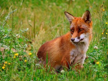 The fox is the main host of the tapeworm, which can also infect other predators such as dogs, raccoons and wolves. (Photo: Malene Thyssen / Wikipedia) The fox is the main host of the tapeworm, which can also infect other predators such as dogs, raccoons and wolves. (Photo: Malene Thyssen / Wikipedia)