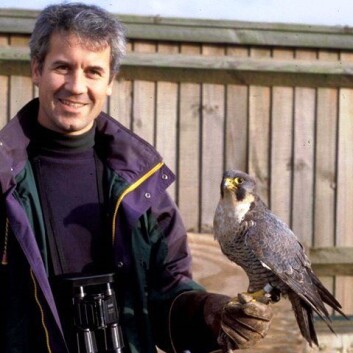 Forsker Christian Kierulf Aas ved Naturhistorisk museum er ekspert på effektiv skremming av fugler og bistår flyplasser. Her med en levende vandrefalk ved flystasjonen RAF Mildenhall i England. (Foto: privat) Forsker Christian Kierulf Aas ved Naturhistorisk museum er ekspert på effektiv skremming av fugler og bistår flyplasser. Her med en levende vandrefalk ved flystasjonen RAF Mildenhall i England. (Foto: privat)