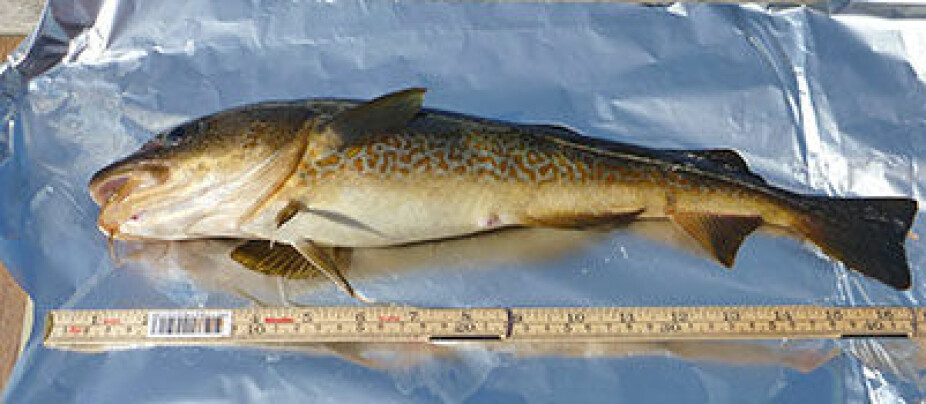 The researchers found an association between cod length and weight, and D4 and D6 levels.