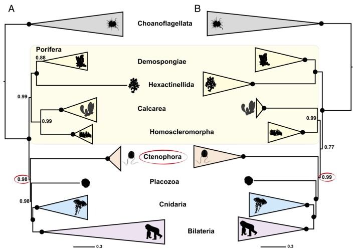 Hovedfiguren fra Pisani et al. 2015. Her er svampene (Porifera) plassert som den tidligste dyregruppen. Legg merke til at krageflagellater (Choanoflagellata) er brukt som utgruppe og at i B er ikke svampene monofyletisk, altså at de danner en gruppe med en felles forfar. (Foto: Figur: Pisani et al. 2015 PNAS) Hovedfiguren fra Pisani et al. 2015. Her er svampene (Porifera) plassert som den tidligste dyregruppen. Legg merke til at krageflagellater (Choanoflagellata) er brukt som utgruppe og at i B er ikke svampene monofyletisk, altså at de danner en gruppe med en felles forfar. (Foto: Figur: Pisani et al. 2015 PNAS)