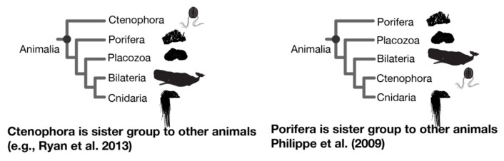 Spørsmålet er om det var ribbemanetene (Ctenophora) eller svampene (Porifera) som oppstod først av alle nålevende dyr. (Foto: Bilde fra Dunn et. al. 2014) Spørsmålet er om det var ribbemanetene (Ctenophora) eller svampene (Porifera) som oppstod først av alle nålevende dyr. (Foto: Bilde fra Dunn et. al. 2014)