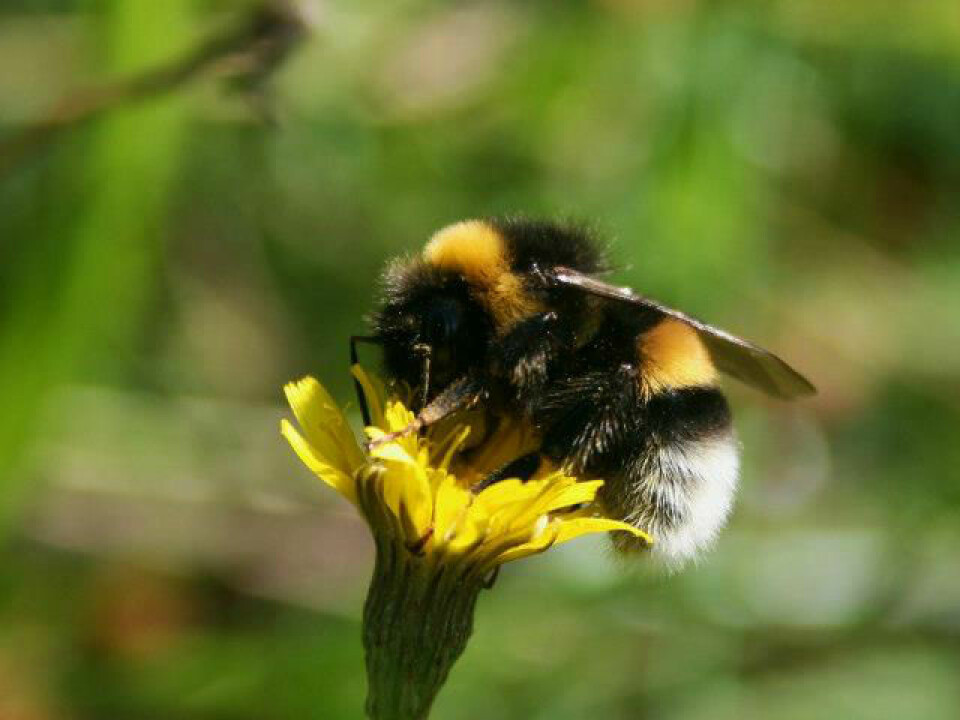 Bumblebees are one of the indicators of biodiversity. (Photo: Emma Mary Garlant)