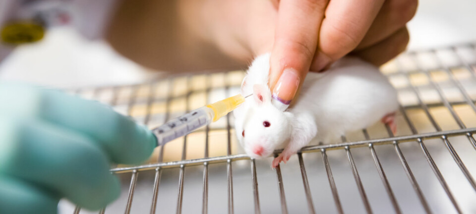 Rundt sju av ti medisinske forsøk på mus og rotter oppga ikke hvor mange dyr som var med i studien. Og noen dyr forsvant uten forklaring fra forskerne. (Foto: Vit Kovalcik/Shutterstock/NTB scanpix)