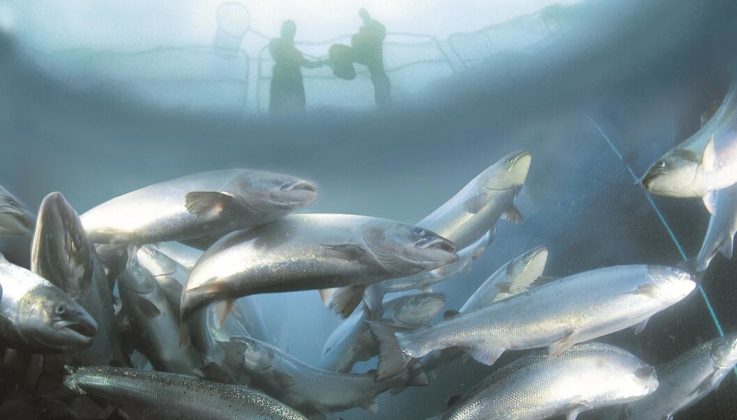 Ikke for fort, og ikke for sakte. (Illustrasjonsfoto: Marine Harvest) Ikke for fort, og ikke for sakte. (Illustrasjonsfoto: Marine Harvest)