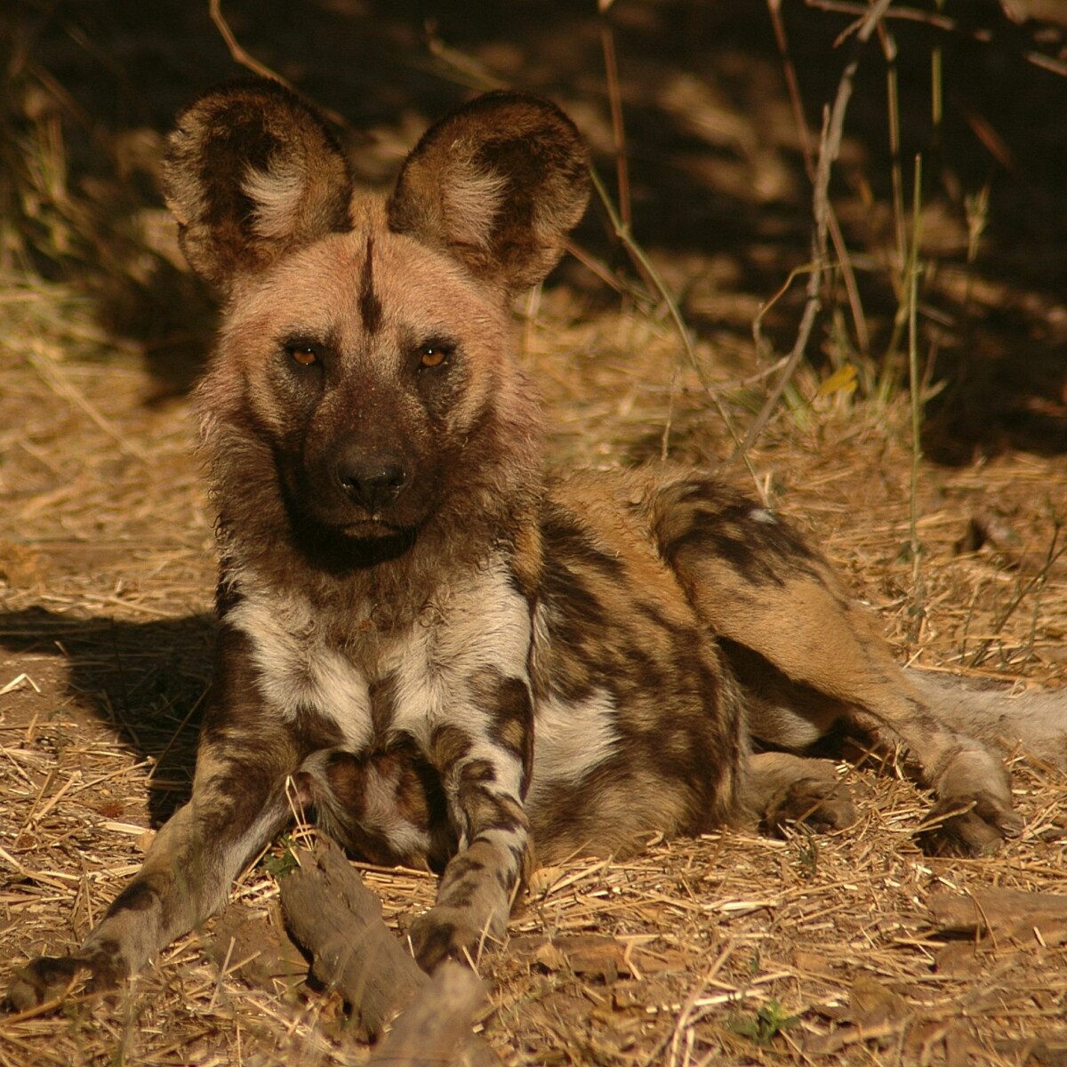 Scientist wants to save the African wild dog – with urine