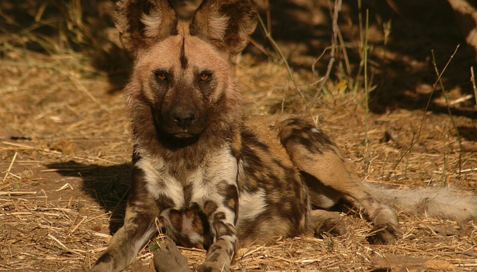 Africa's endangered wild dogs are clever and can thwart any fence if they want to. That has caused problems for the rapidly dwindling population. (Photo: Craig R. Jackson)