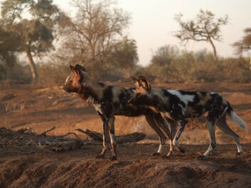 It’s not unusual for entire packs to be poisoned, or their dens to be burned out. (Photo: Craig R. Jackson) It’s not unusual for entire packs to be poisoned, or their dens to be burned out. (Photo: Craig R. Jackson)