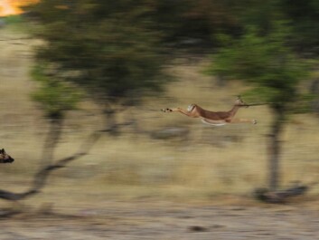 Conflicts between humans and wild dogs will continue to escalate as people expand into previously unsettled areas. (Photo: Craig R. Jackson) Conflicts between humans and wild dogs will continue to escalate as people expand into previously unsettled areas. (Photo: Craig R. Jackson)
