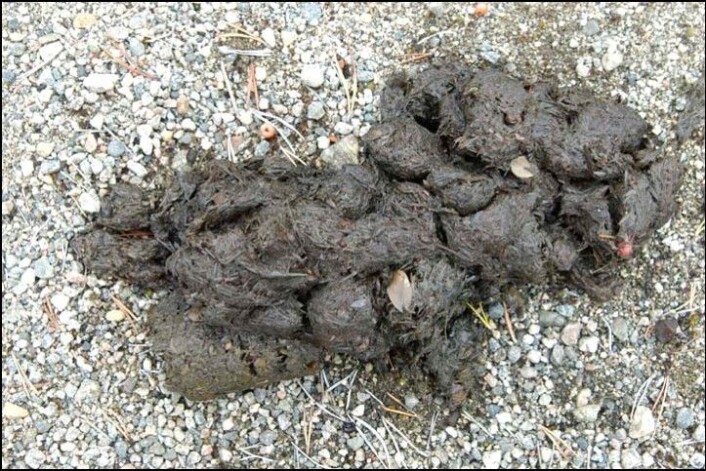 Oppgave 5: Hva slags bæsj er dette? A: Kadaverbæsj fra bjørn. B: Gressbæsj fra bjørn. C: Elgebæsj. (Foto: Steinar Wikan) Oppgave 5: Hva slags bæsj er dette? A: Kadaverbæsj fra bjørn. B: Gressbæsj fra bjørn. C: Elgebæsj. (Foto: Steinar Wikan)