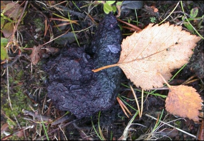 Oppgave 2: Hva slags bæsj er dette? A: Elgebæsj. B: Revebæsj. C: Gressbæsj fra bjørn.
(Foto: Steinar Wikan) Oppgave 2: Hva slags bæsj er dette? A: Elgebæsj. B: Revebæsj. C: Gressbæsj fra bjørn.
(Foto: Steinar Wikan)