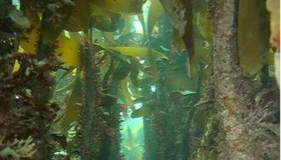 Kelp forest has a diverse flora and fauna, and creates the basis for rich fisheries along the coast. (Photo: NIVA)