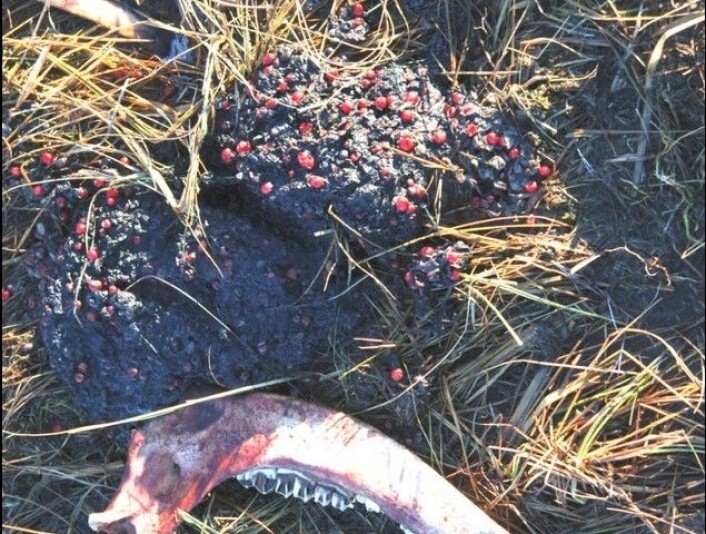 Oppgave 3: Hva slags bæsj er dette? A: Bærbæsj fra bjørn. B: Kadaverbæsj fra bjørn. C: Revebæsj. (Foto: Steinar Wikan) Oppgave 3: Hva slags bæsj er dette? A: Bærbæsj fra bjørn. B: Kadaverbæsj fra bjørn. C: Revebæsj. (Foto: Steinar Wikan)
