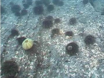 Kelp forest is in many places completely overgrazed by sea urchins. (Photo: NIVA) Kelp forest is in many places completely overgrazed by sea urchins. (Photo: NIVA)