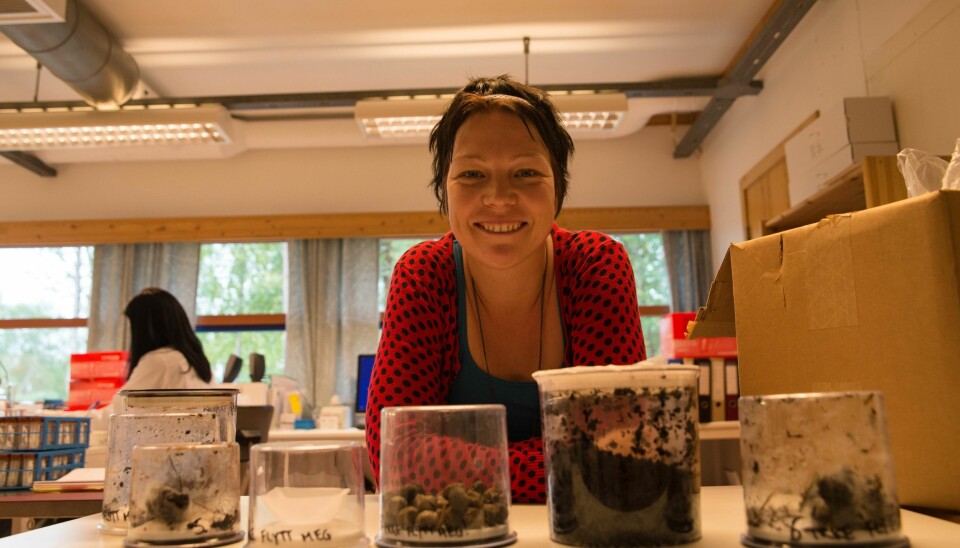 Laboratorieleder Siv Grethe Aarnes med et utvalg bjørnemøkk og «luremøkk» fra andre dyr. (Foto: Anette Tjomsland)