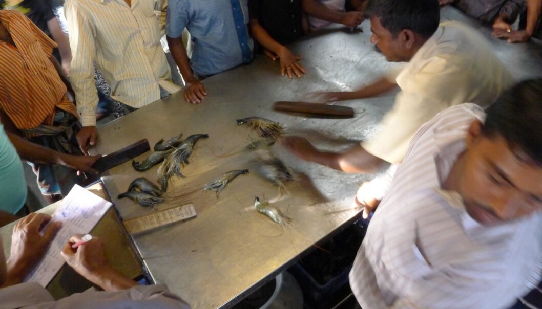 From one of the auction houses for farmed fish and seafood products in the Khulna region in the west of Bangladesh. (Photo: Sverre Ole Drønen/University of Bergen) From one of the auction houses for farmed fish and seafood products in the Khulna region in the west of Bangladesh. (Photo: Sverre Ole Drønen/University of Bergen)