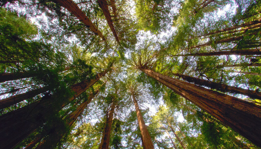 Kjempetrærne Redwood gir California både biologisk mangfold og en turistattraksjon. De er blant trærne som har blitt hardt rammet av tørke. (Foto: Shutterstock) Kjempetrærne Redwood gir California både biologisk mangfold og en turistattraksjon. De er blant trærne som har blitt hardt rammet av tørke. (Foto: Shutterstock)