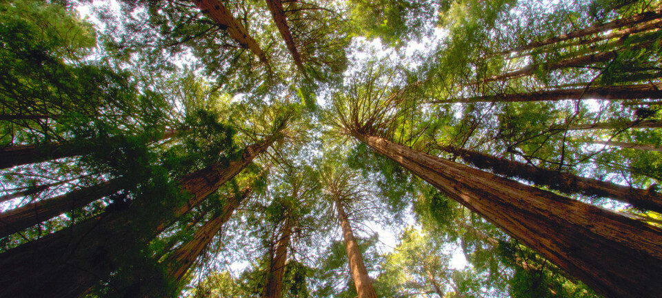 Kjempetrærne Redwood gir California både biologisk mangfold og en turistattraksjon. De er blant trærne som har blitt hardt rammet av tørke. (Foto: Shutterstock)